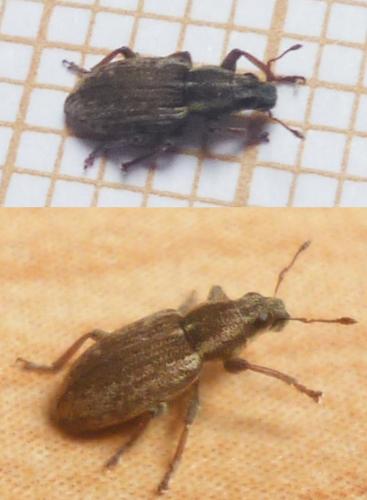 Sitona sp.