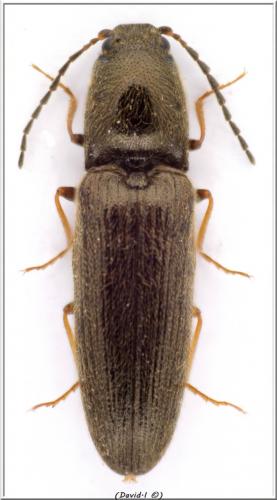 Réf. 100 673 : Nothodes parvulus