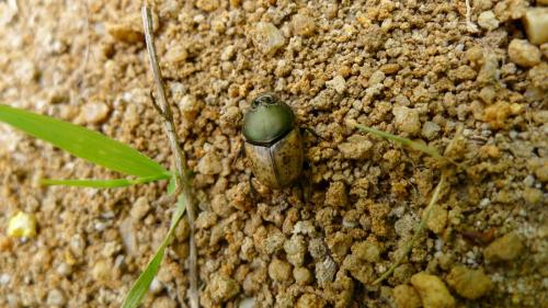 Onthophagus vacca