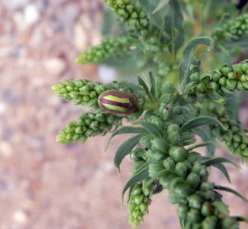 Cassida vittata