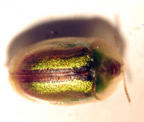 Cassida vittata