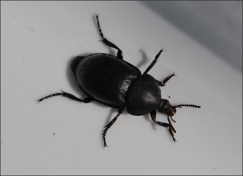 Ablattaria laevigata
