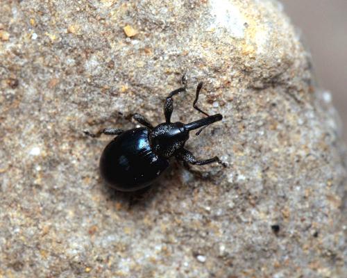 Réf. 100 293 : Smicronyx cyaneus