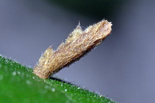 Coleophora serratella