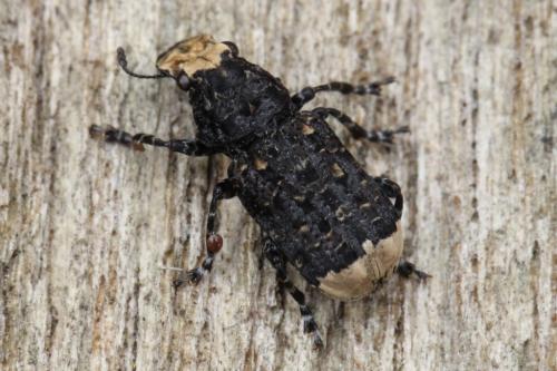 Réf. 100 133 : Platyrhinus resinosus