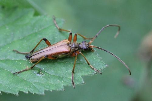 Stenocorus meridianus