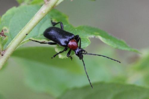 Dinoptera collaris