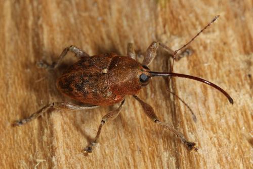 Réf. 100 193 : Curculio glandium