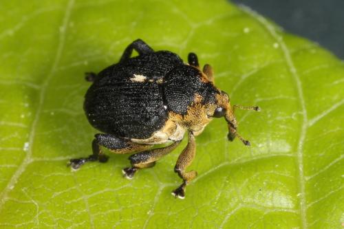 Réf. 100 888 : Mononychus punctumalbum