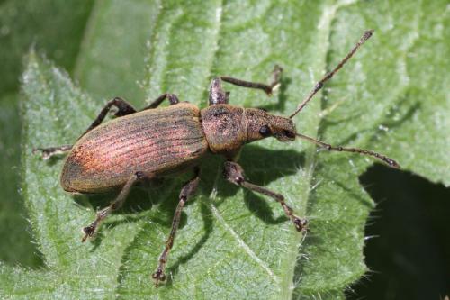 Réf. 100 804 : Phyllobius pomaceus