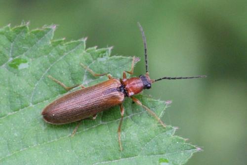 Réf. 100 958 : Denticollis linearis