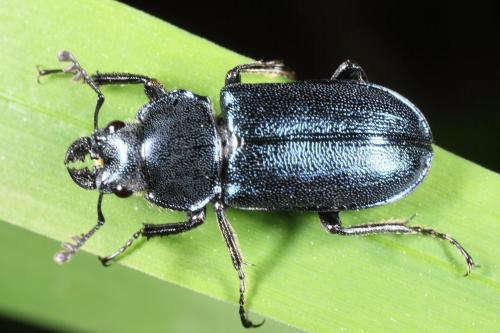 Platycerus sp.