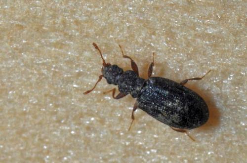 Cartodere nodifer