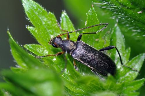 Réf. 100 272 : Grammoptera ruficornis