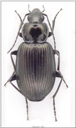 Réf. 100 952 : Agonum sp.