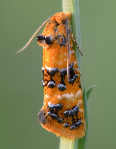 Réf. 100 059 : Commophila aeneana