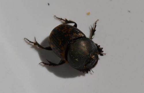 Onthophagus medius
