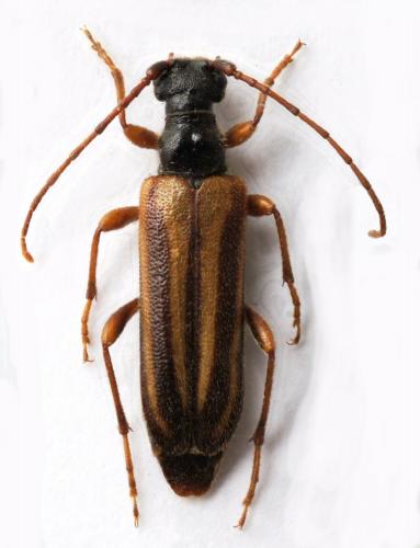 Réf. 100 900 : Cornumutila lineata
