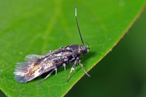 Réf. 100 330 : Pancalia leuwenhoekella