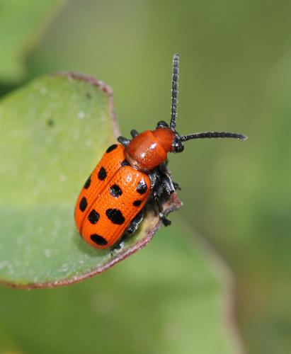 Réf. 100 815 : Crioceris duodecimpunctata
