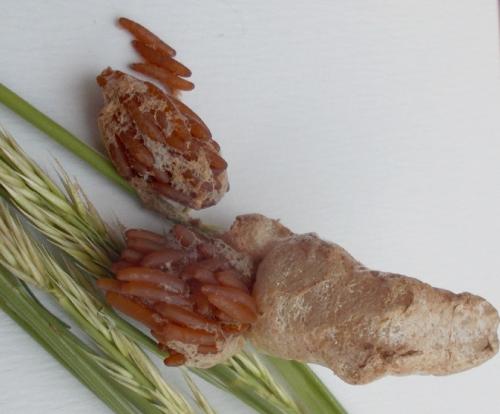Réf. 100 566 : Anacridium aegyptium