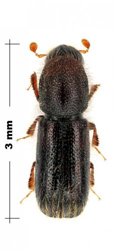 Réf. 100 297 : Xylocleptes bispinus