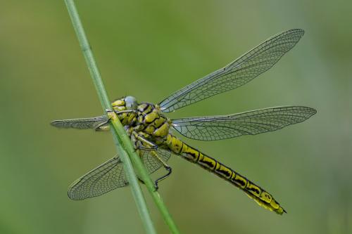 Gomphus pulchellus