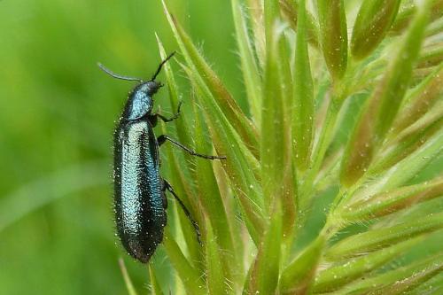 Réf. 100 552 : Dasytes caeruleus