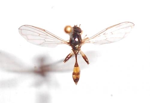 Réf. 100 962 : Sphegina clunipes