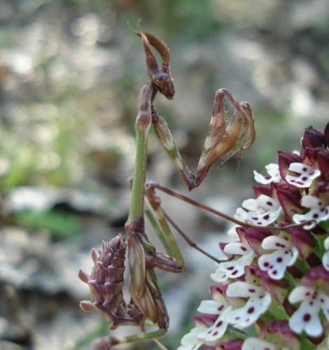 Réf. 100 735 : Empusa pennata