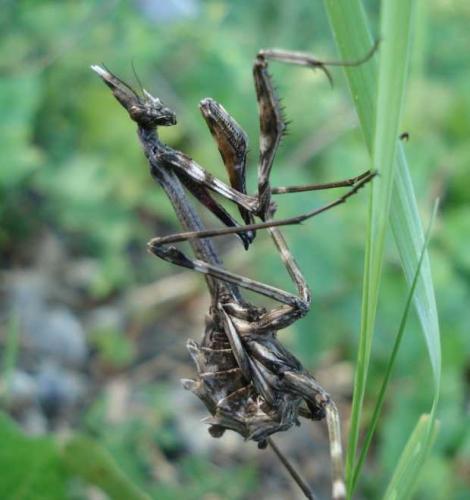 Réf. 100 736 : Empusa pennata