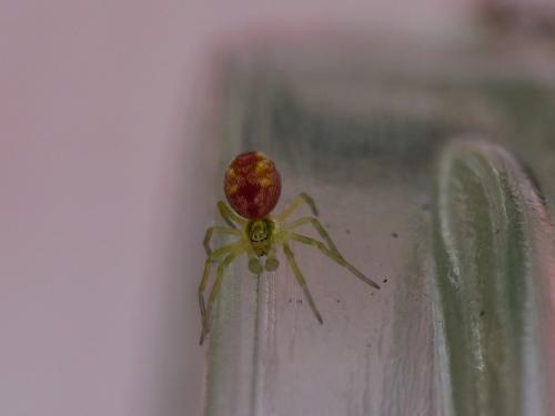 Nigma sp.