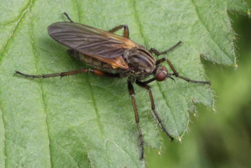 Empis tessellata