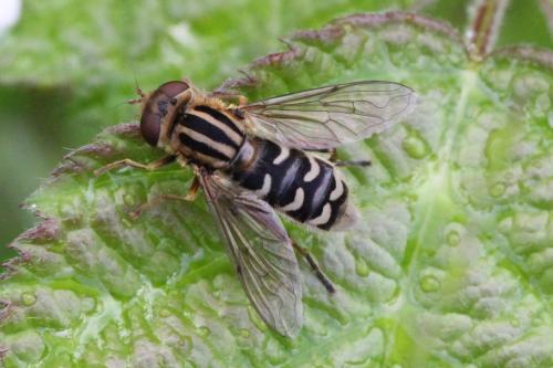 Anasimyia interpuncta
