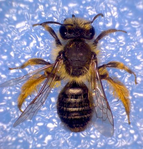 Andrena sp.