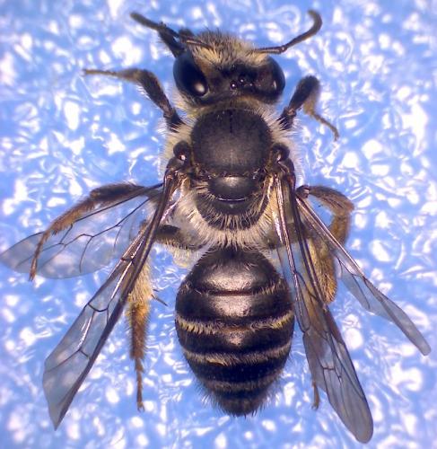Andrena vetula