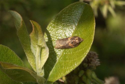 Acleris hastiana