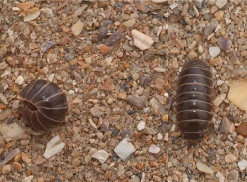 Armadillidium vulgare