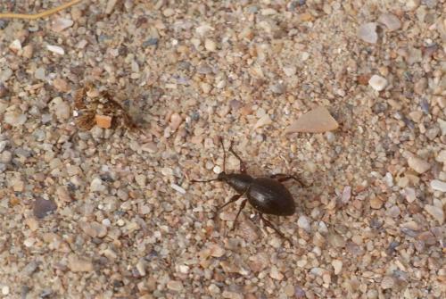 Otiorhynchus atroapterus
