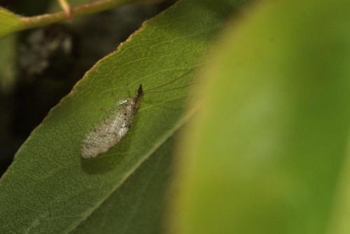 Réf. 100 385 : Hemerobius sp.