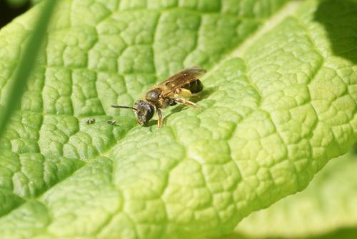 Réf. 100 763 : Andrena sp.