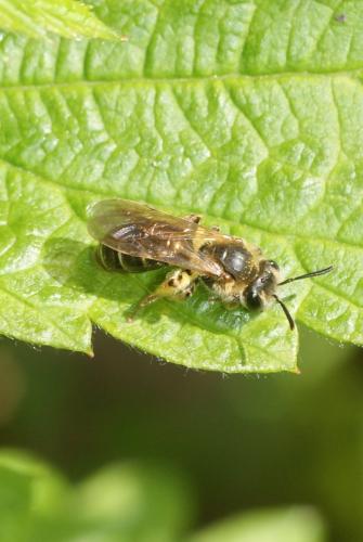 Réf. 100 774 : Andrena sp.