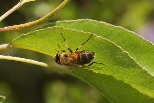 Eristalis pertinax