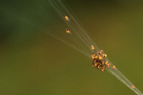 Araneus diadematus