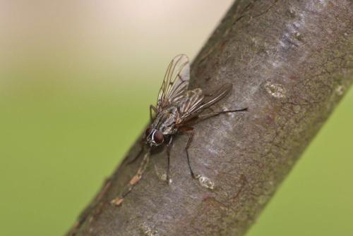 Réf. 100 492 : Phaonia fuscata