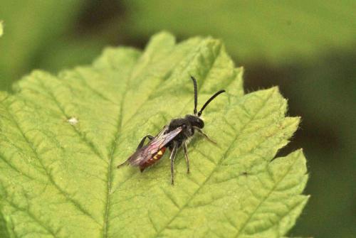 Nomada fabriciana