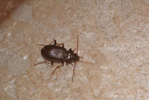 Nebria sp.