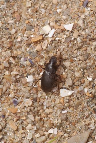 Harpalus neglectus