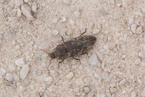Agrypnus murinus