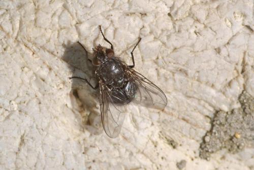 Réf. 100 871 : Calliphora sp.